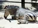 動物図鑑・ハートマンヤマシマウマ